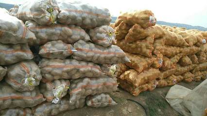 [荷蘭十五號種薯批發(fā)]荷蘭十五號種薯 一級原種價(jià)格1.5元/斤 2000斤起批